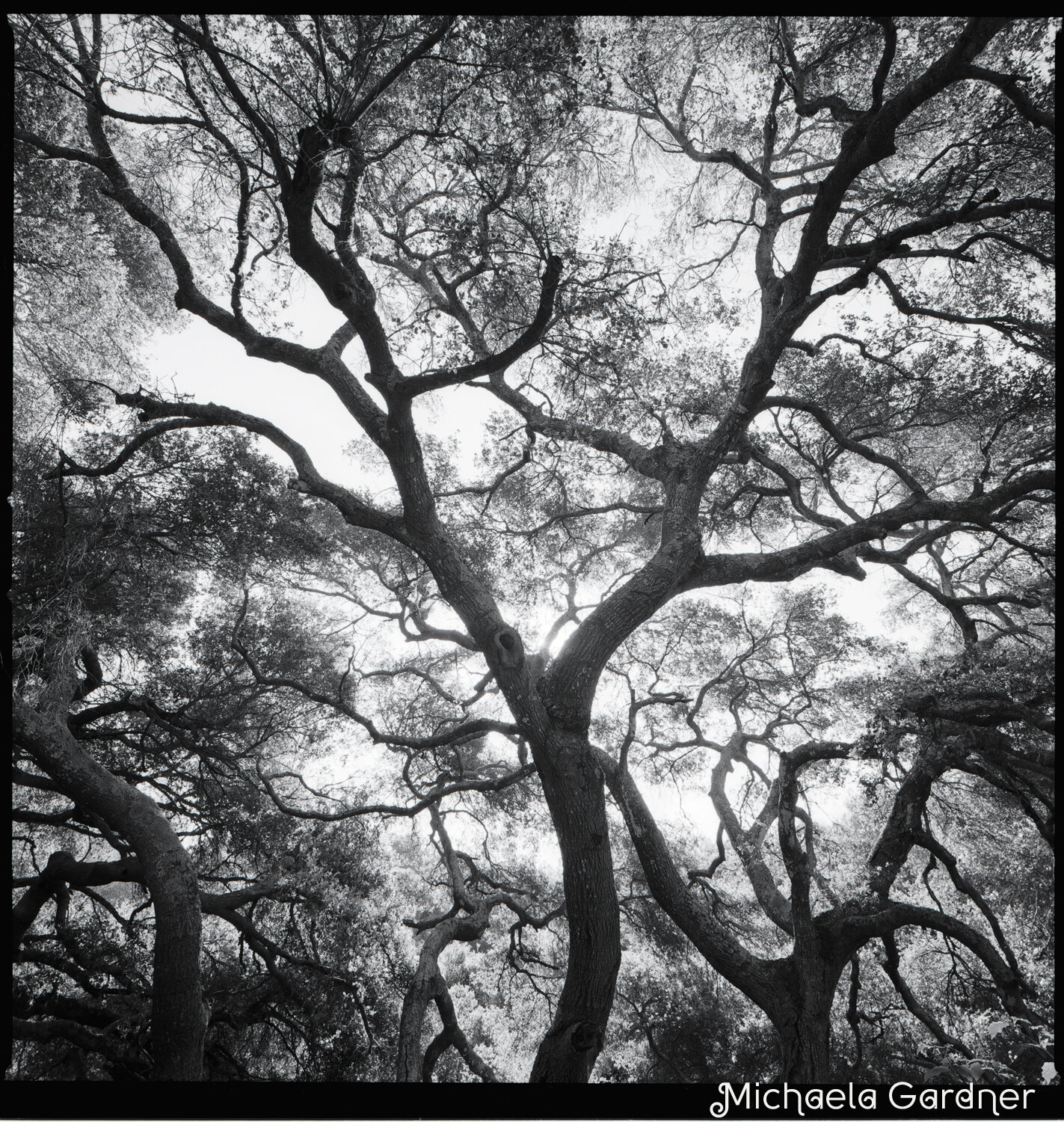 oak tree-greeting.jpg