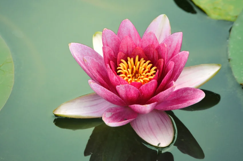 lotus-flower.jpg