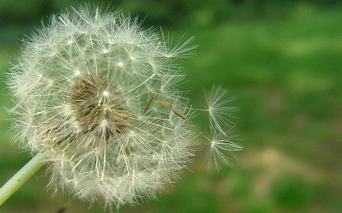 allergies-1.jpg
