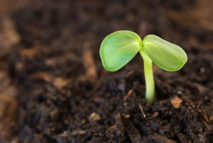 seedling-fertile-ground-e1284564039611.jpg