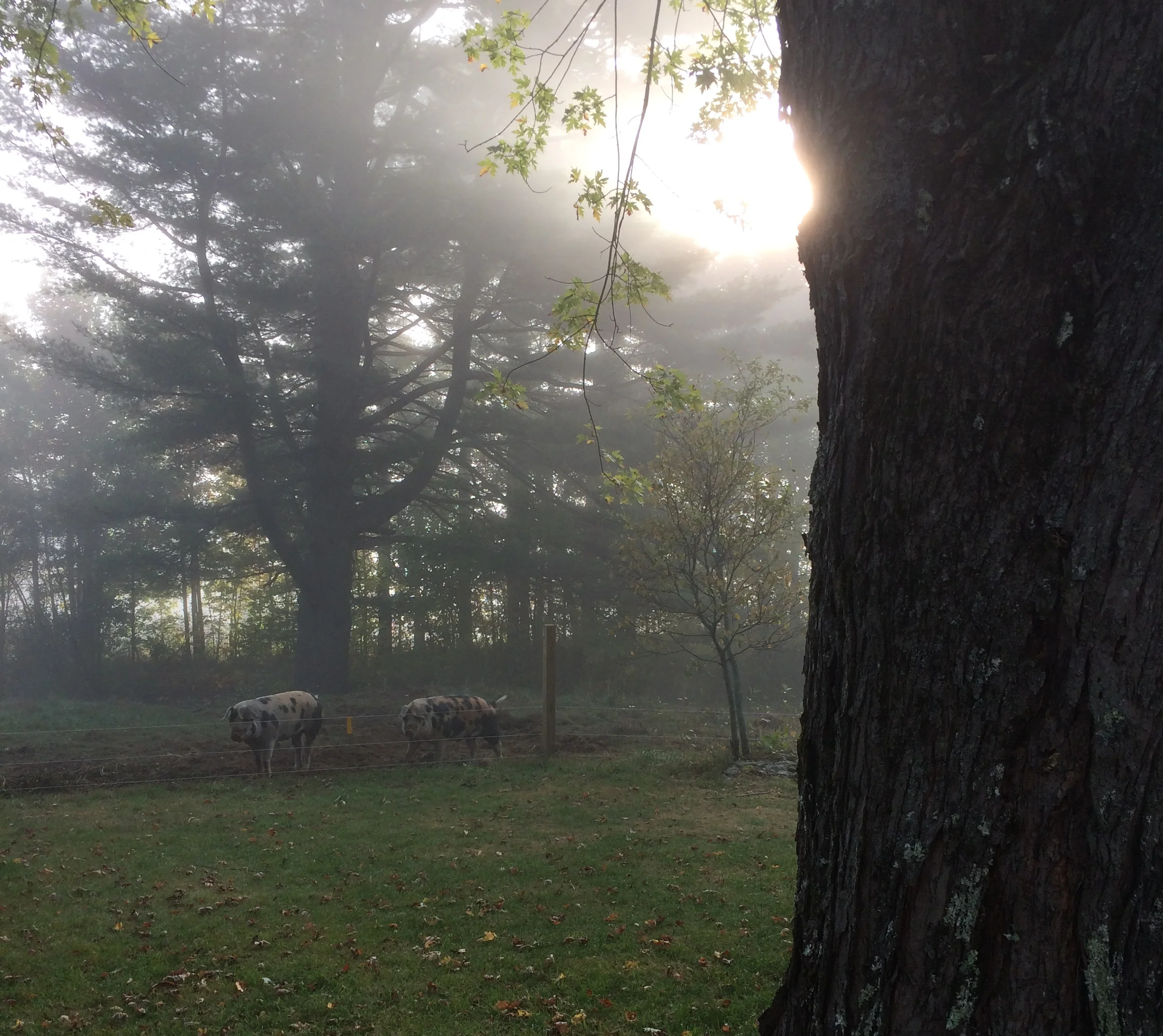 Sarah's iphoe 11.12.16 161.JPG