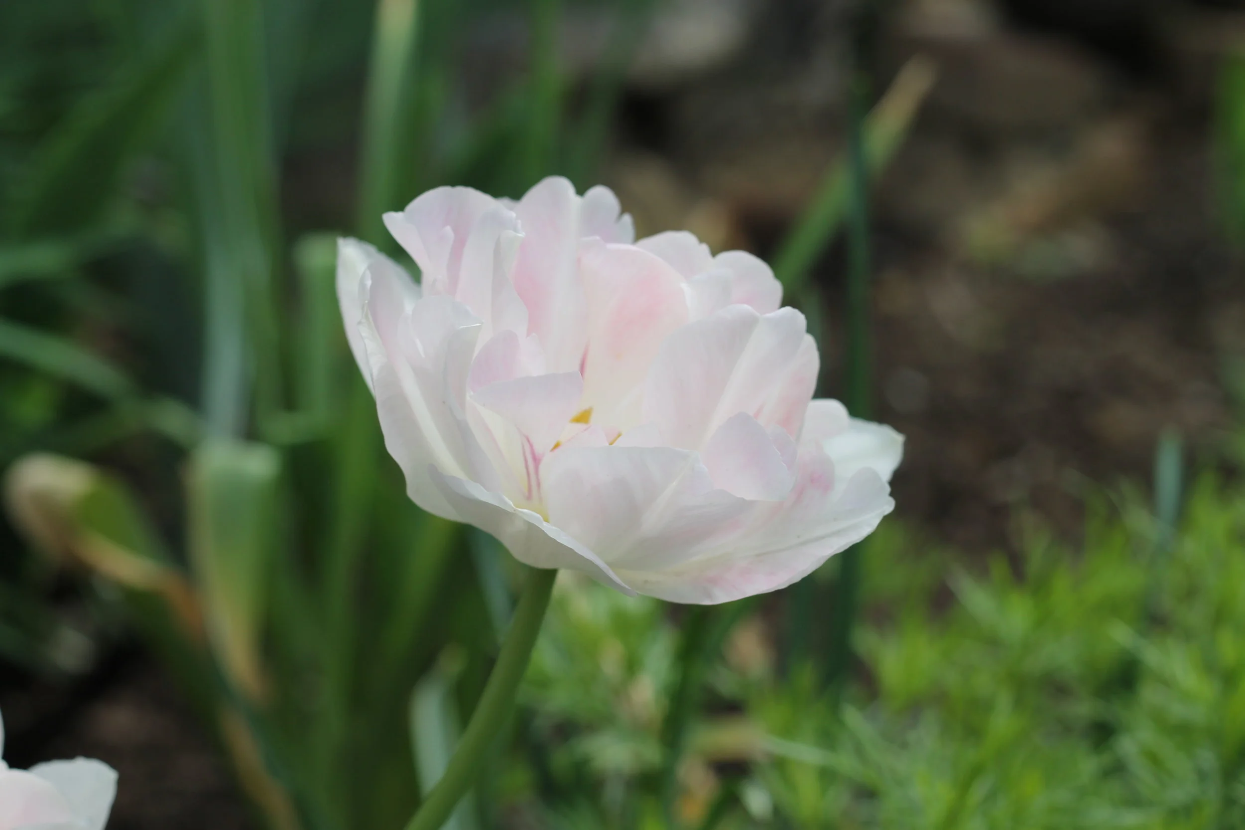 peony flowering white tulip