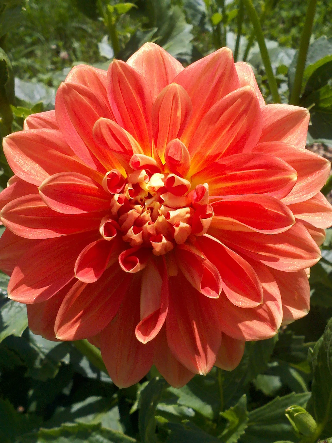 orange dahlia in the field