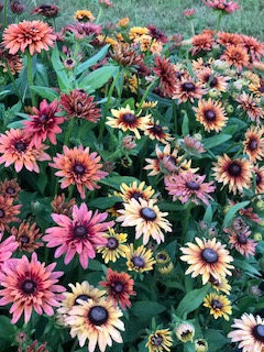 sahara rudbeckia in field