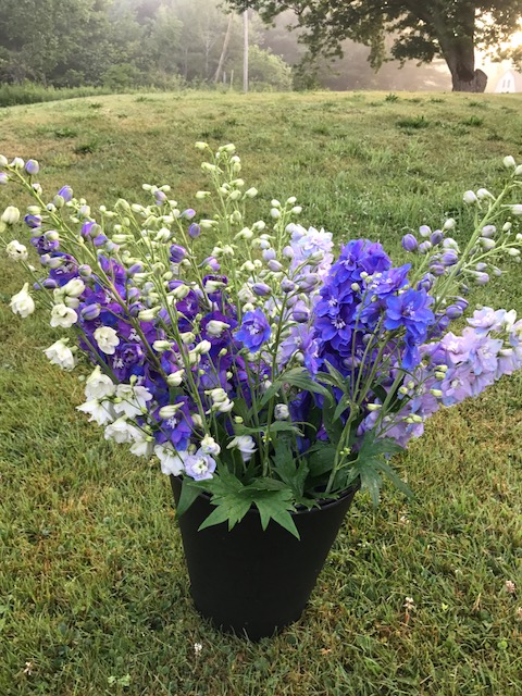 bucket of delphinium