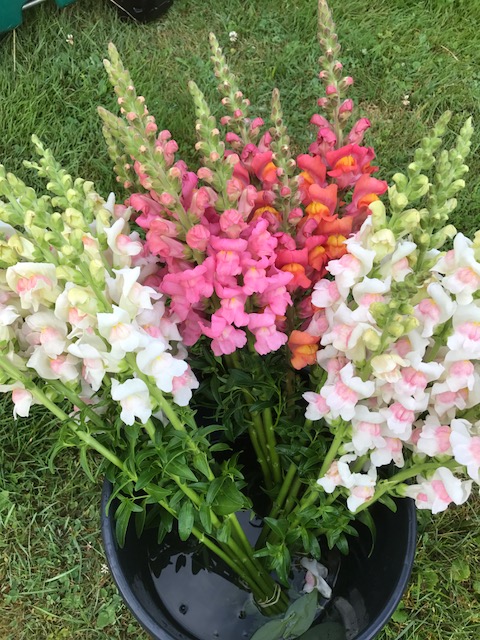 Cut snapdragons