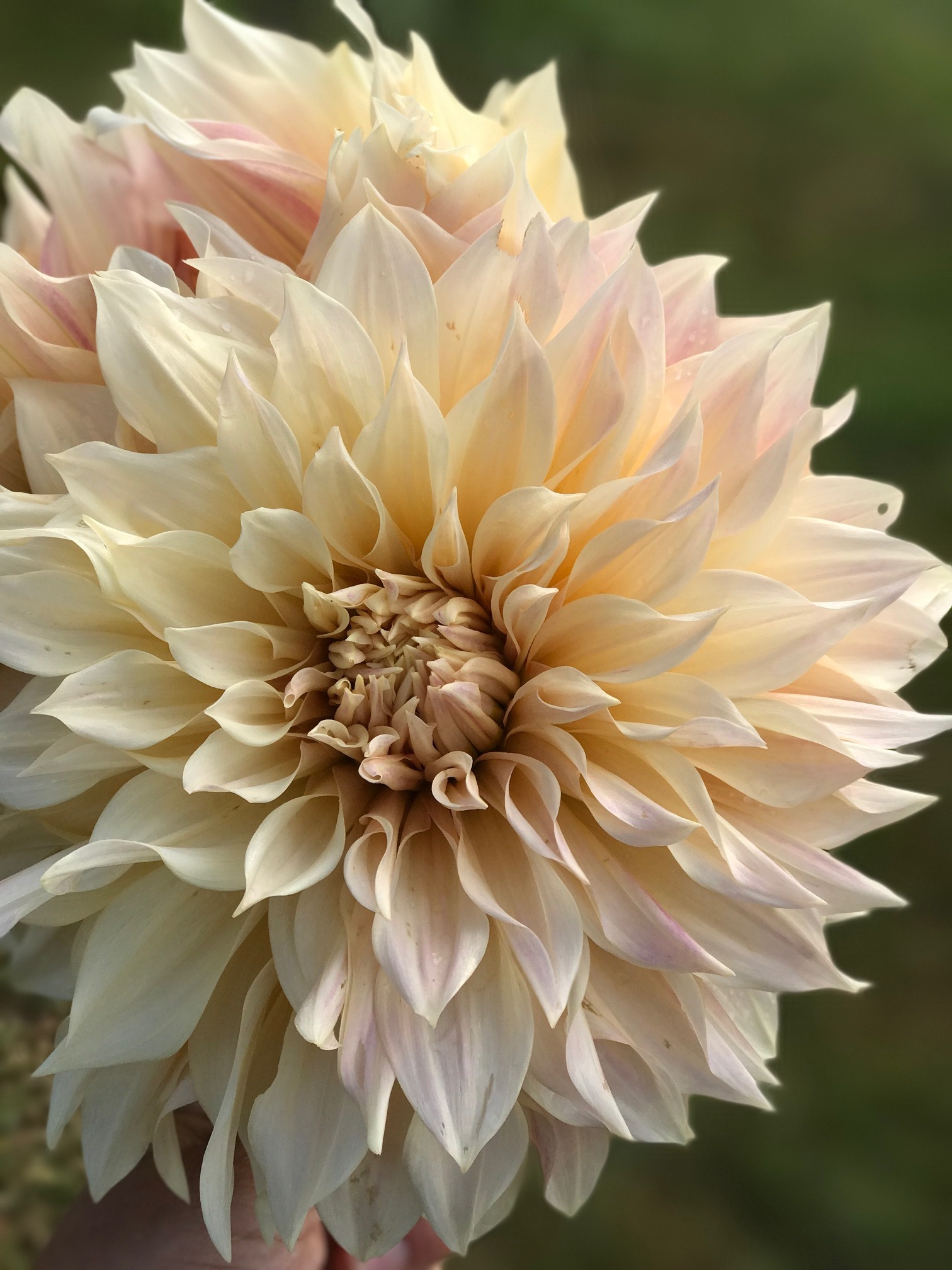 cafe au lait dahlia