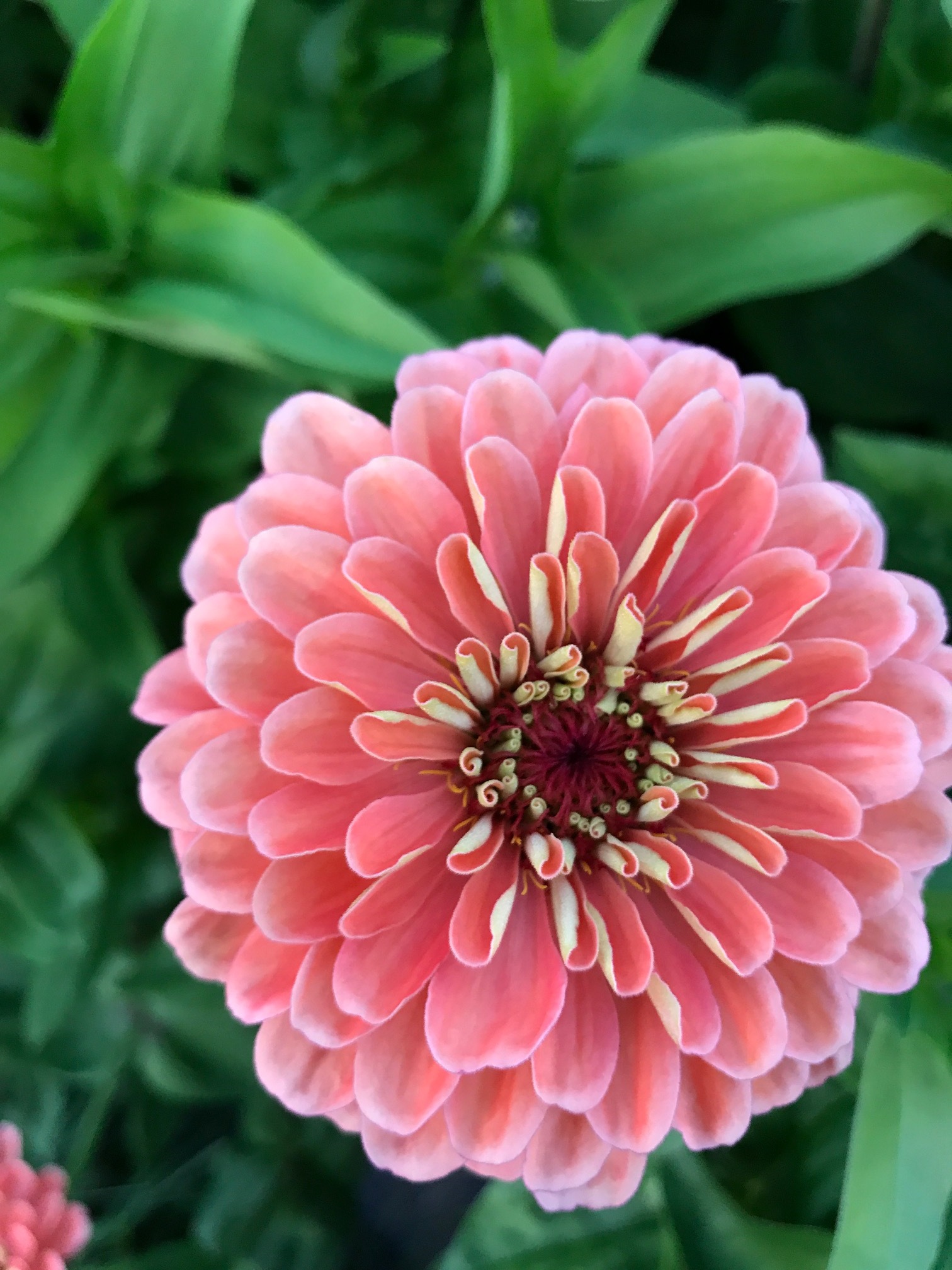 coral zinnia in field