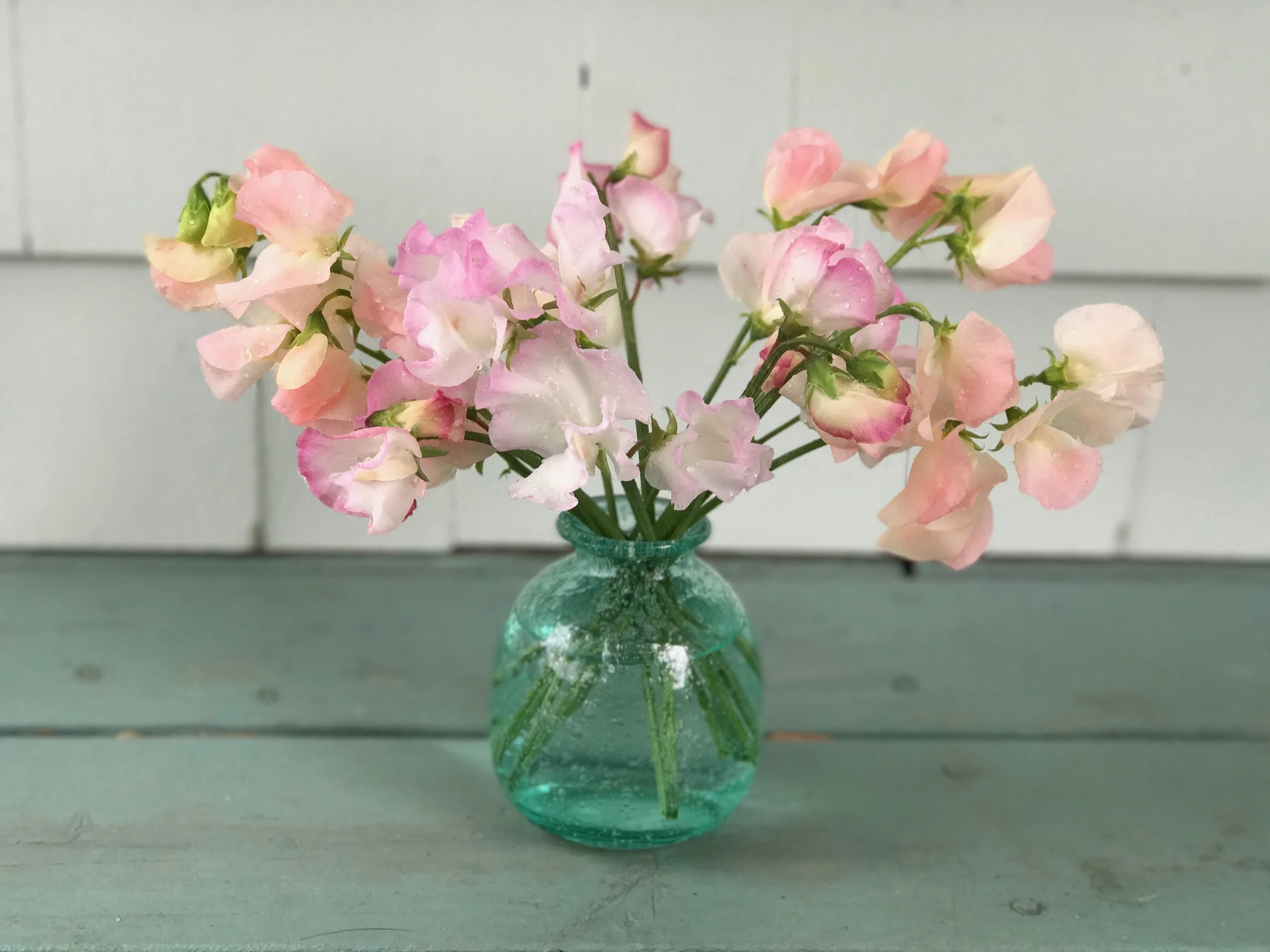 sweet peas in blue vase