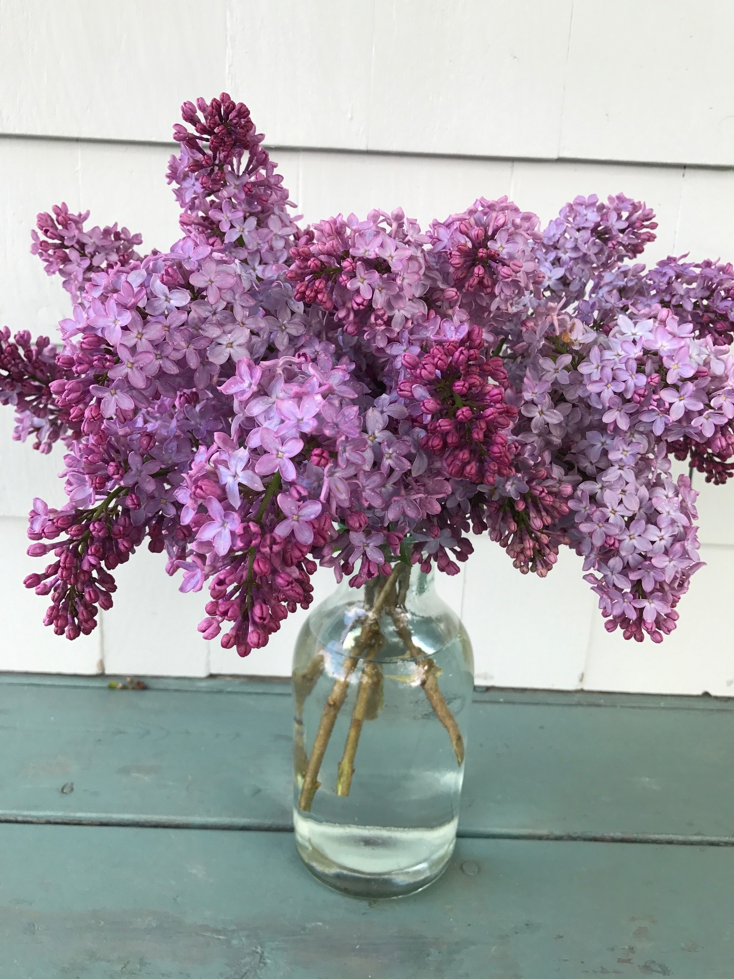 fresh lavender lilacs