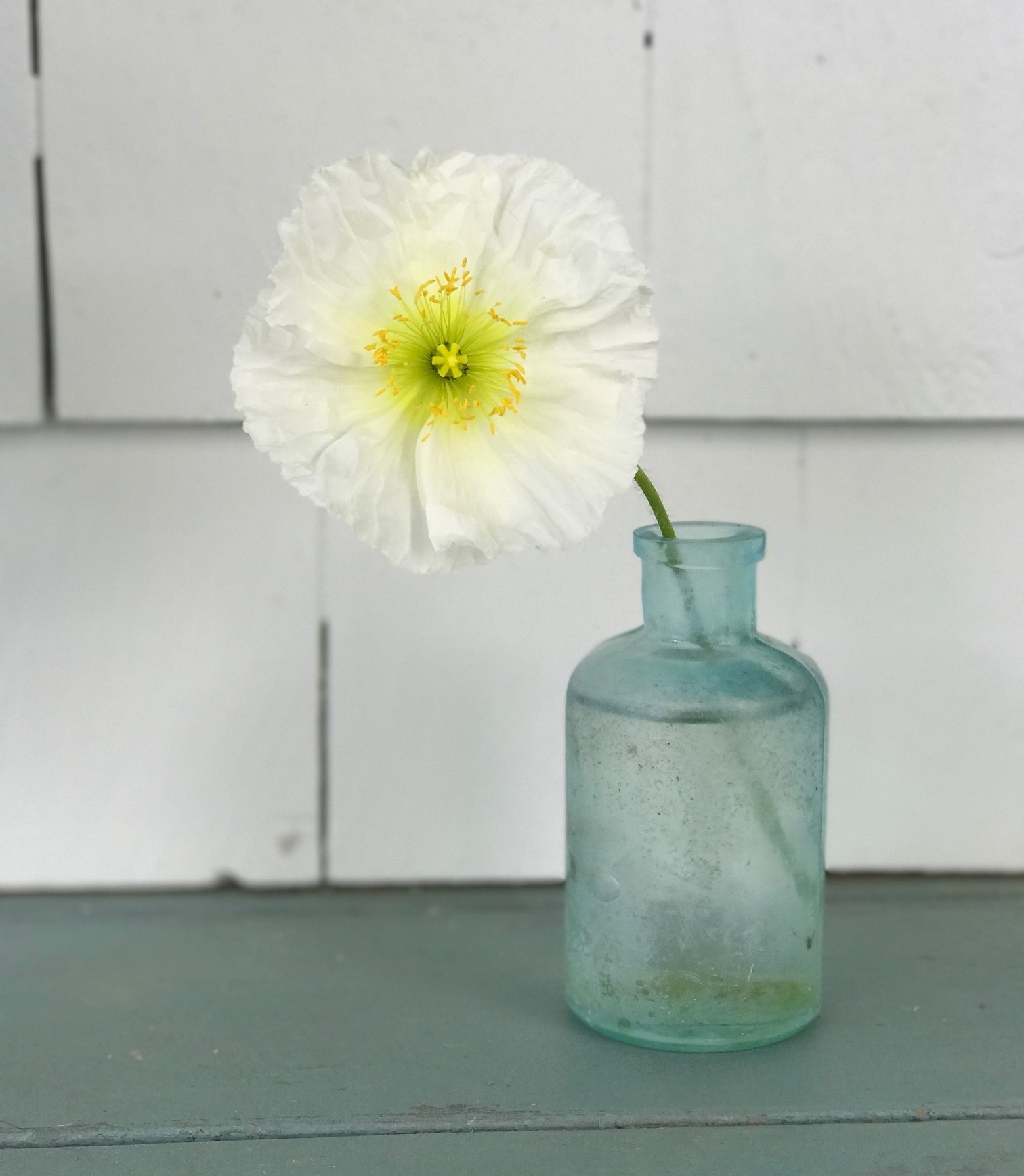 white hummingbird poppy in blue jar