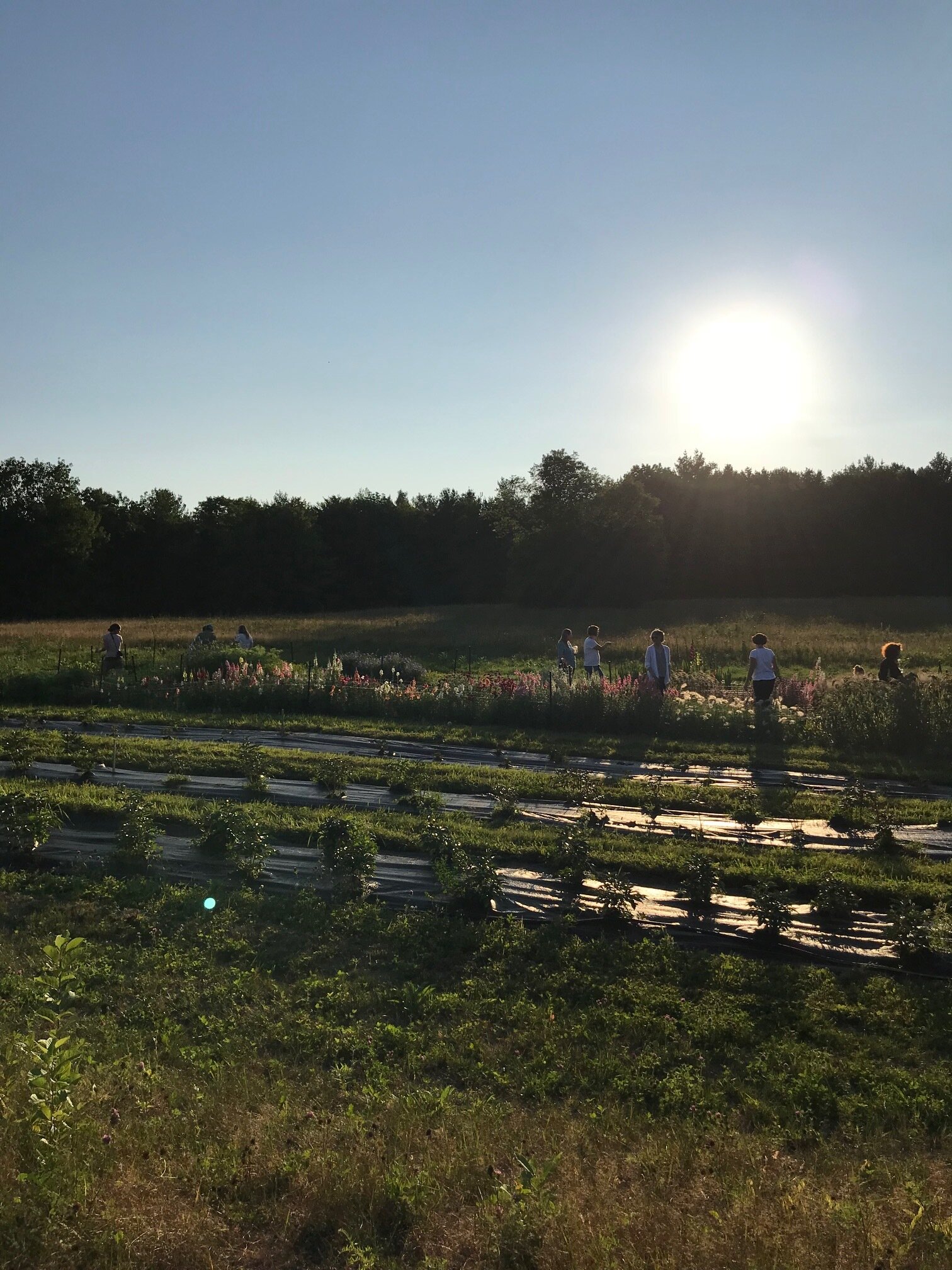 students wandering the flower fields during a summer workshop