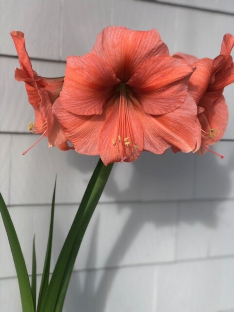 Bolero amaryllis