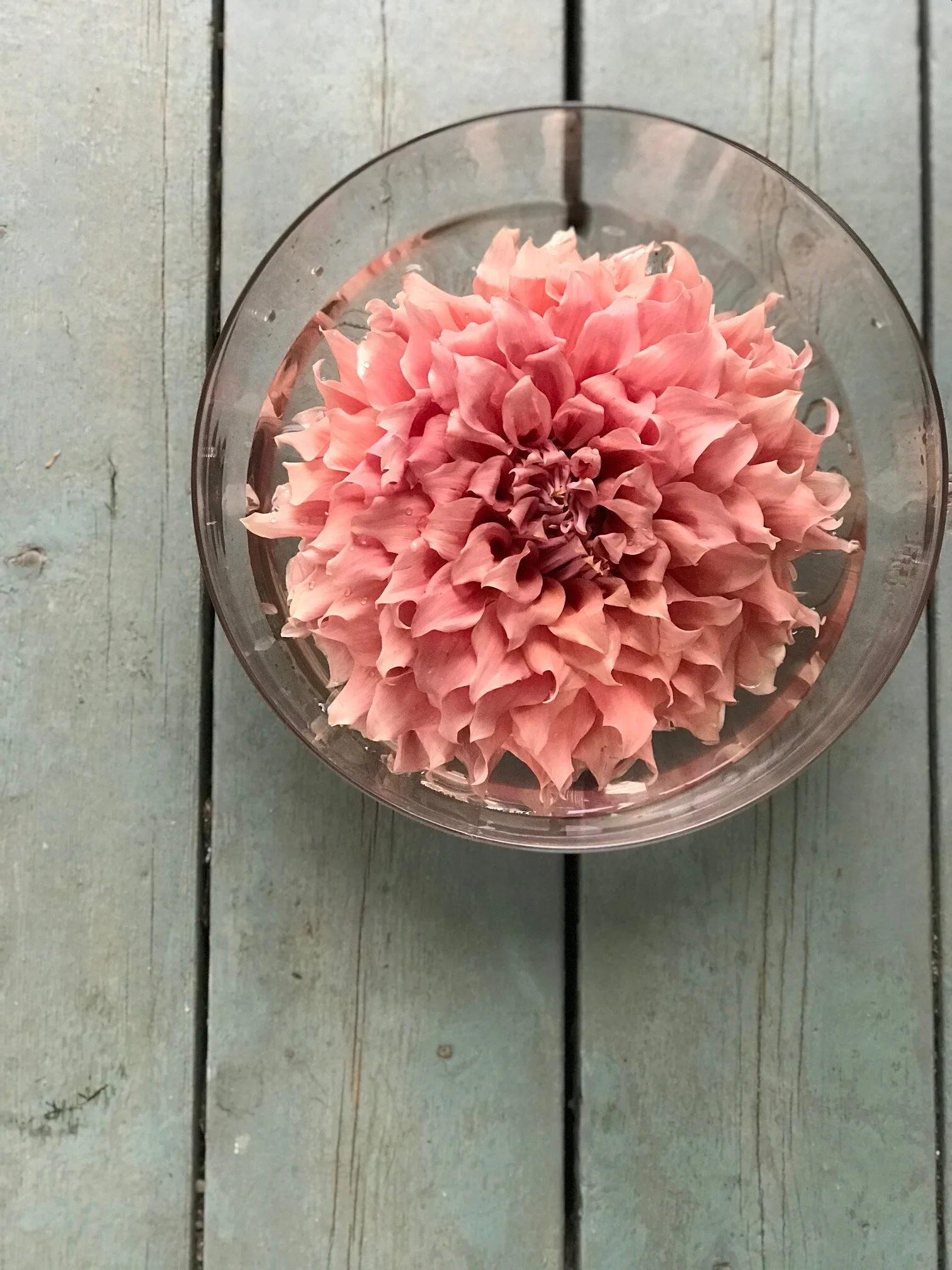 sierra glow dahlia in glass bowl