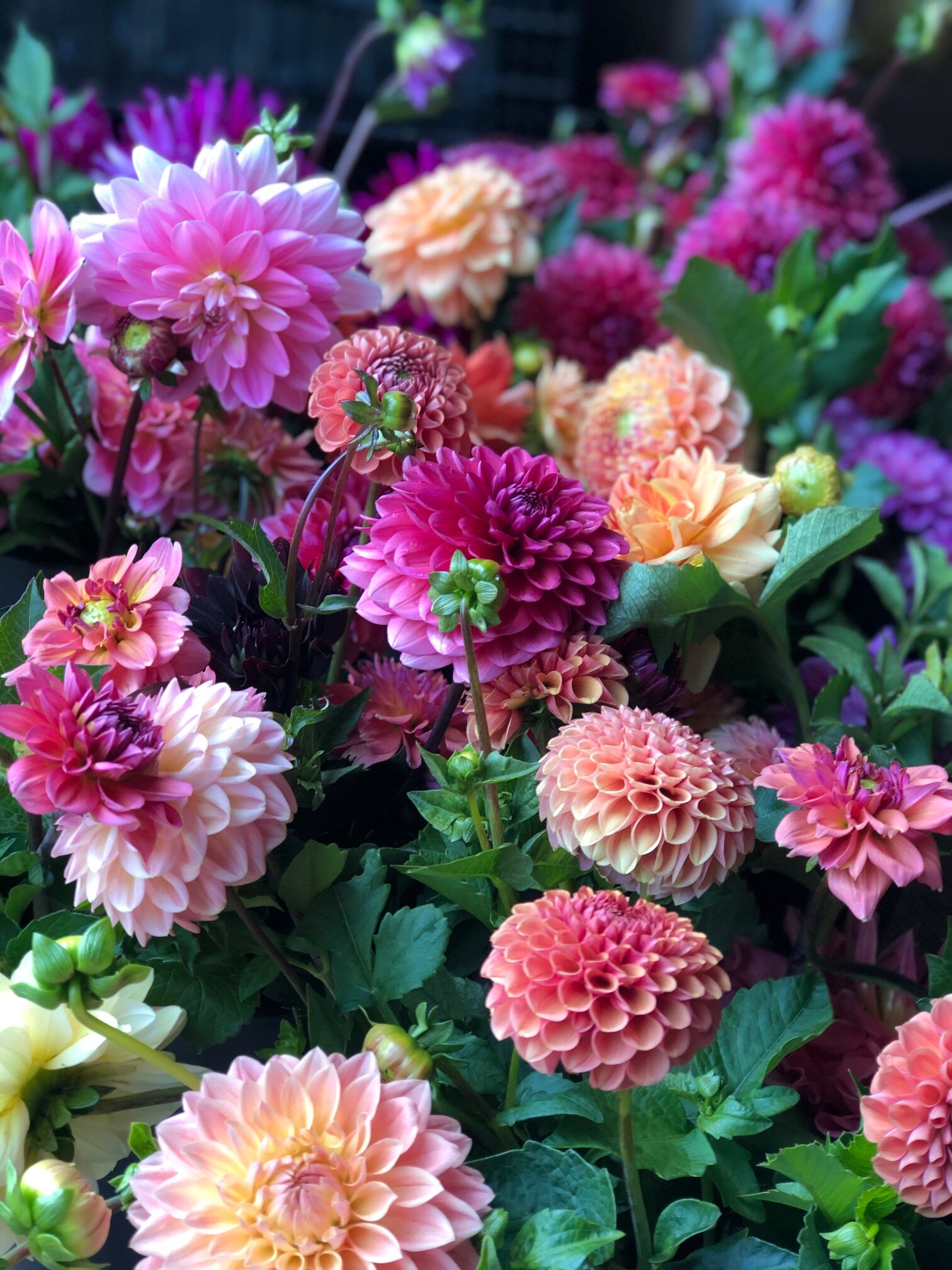 assorted dahlias