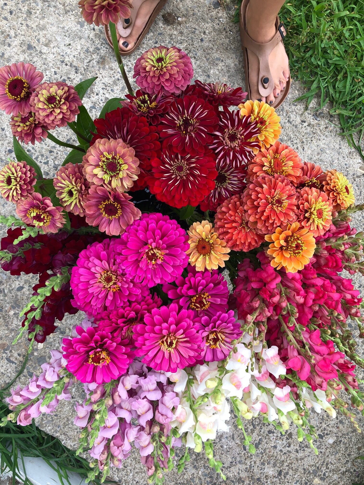 bucket of local zinnias and snapdragons