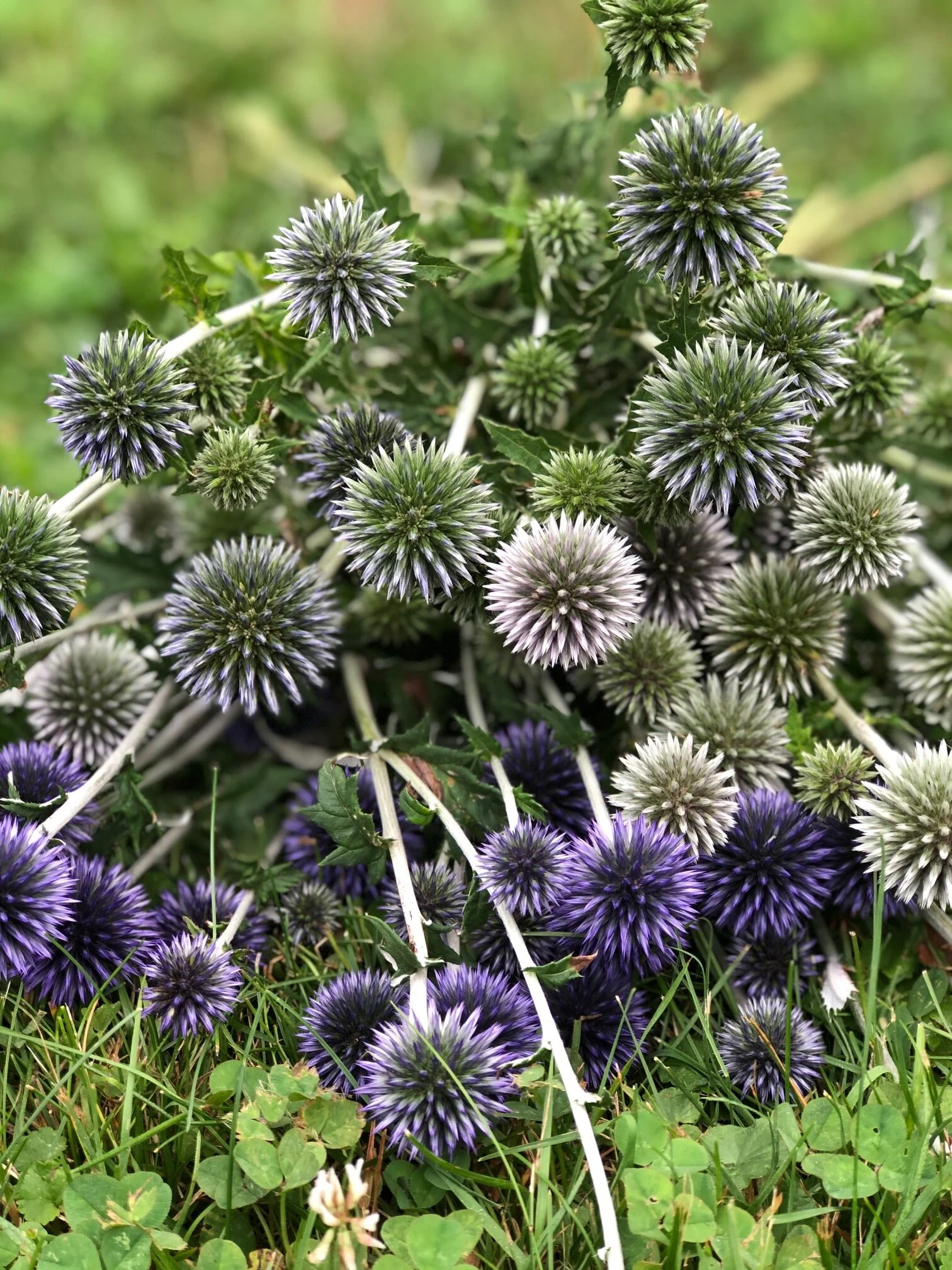 white and purple echinops