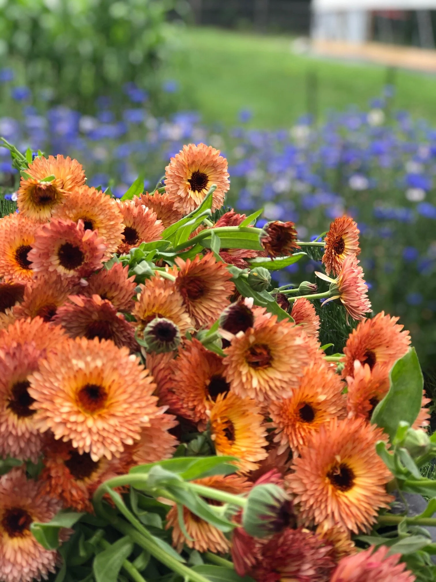 Calendula and bachelor's buttons in the field