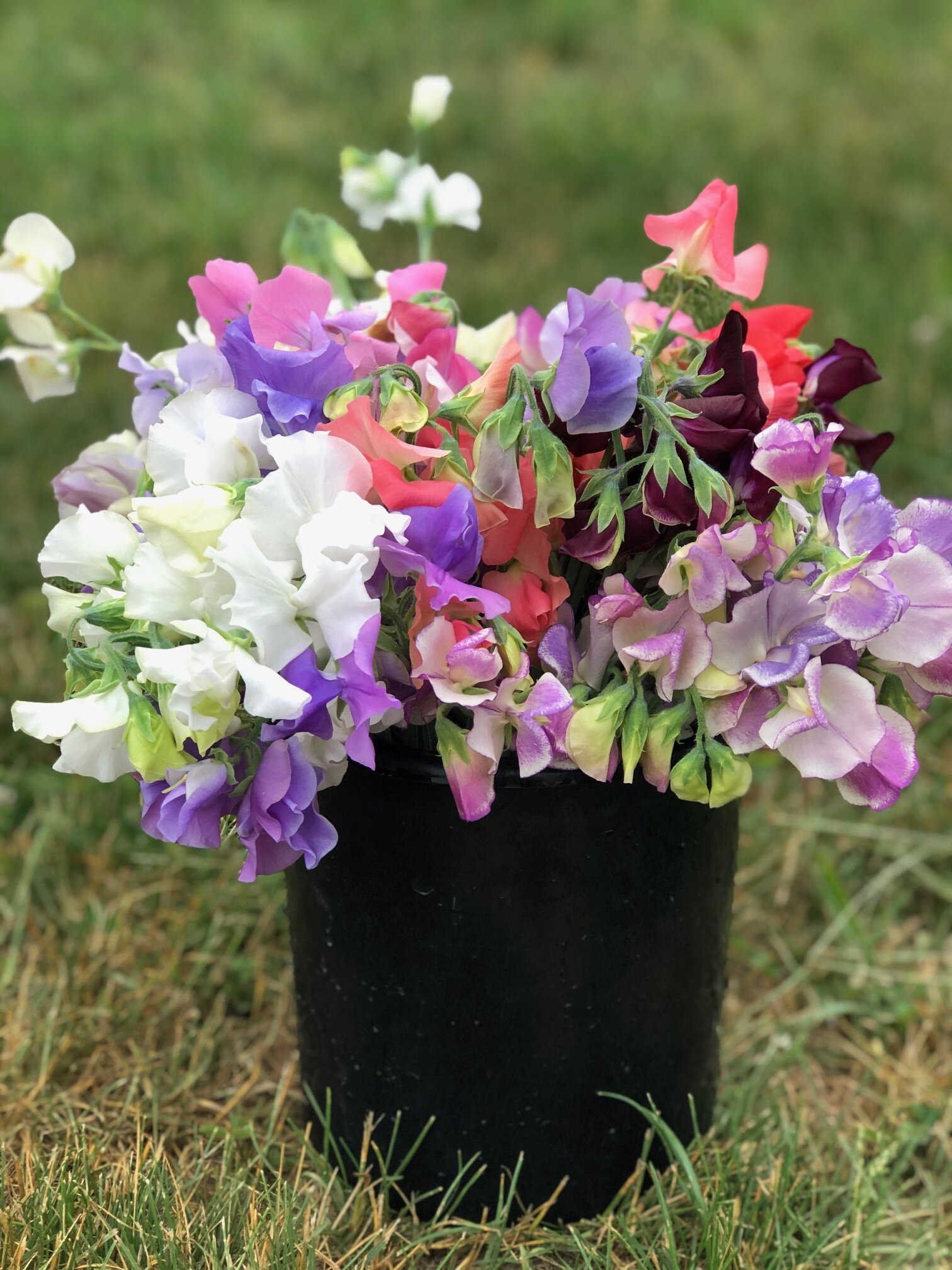 bucket of local fragrant sweet peas