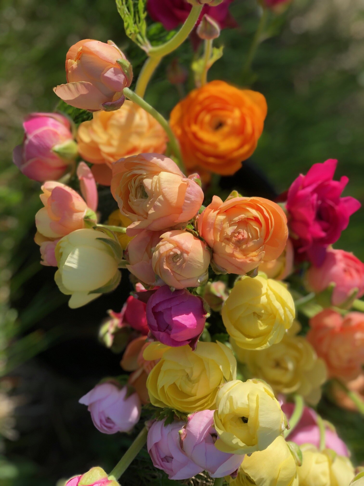 local colorful ranunculus