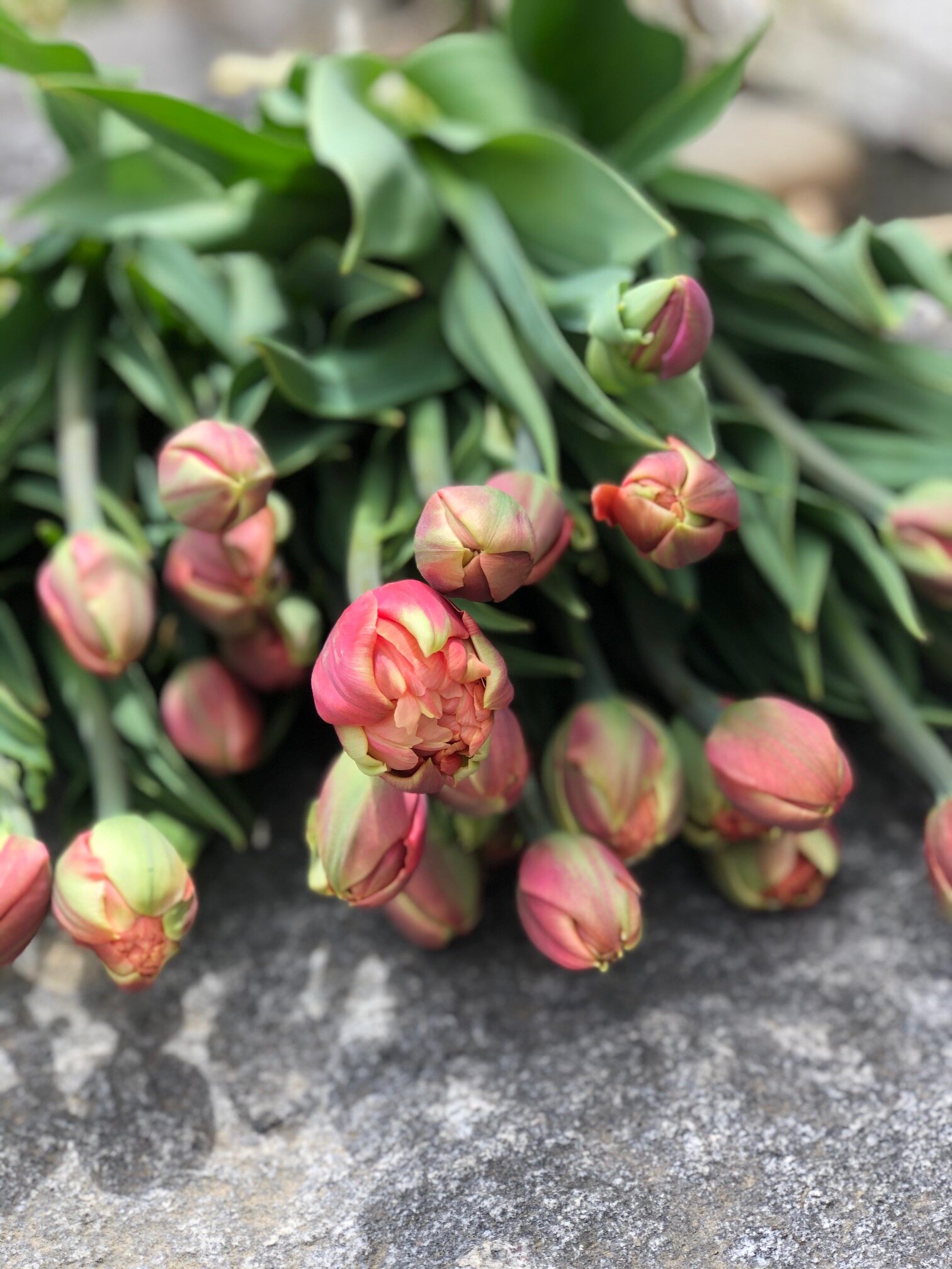 fresh local tulips