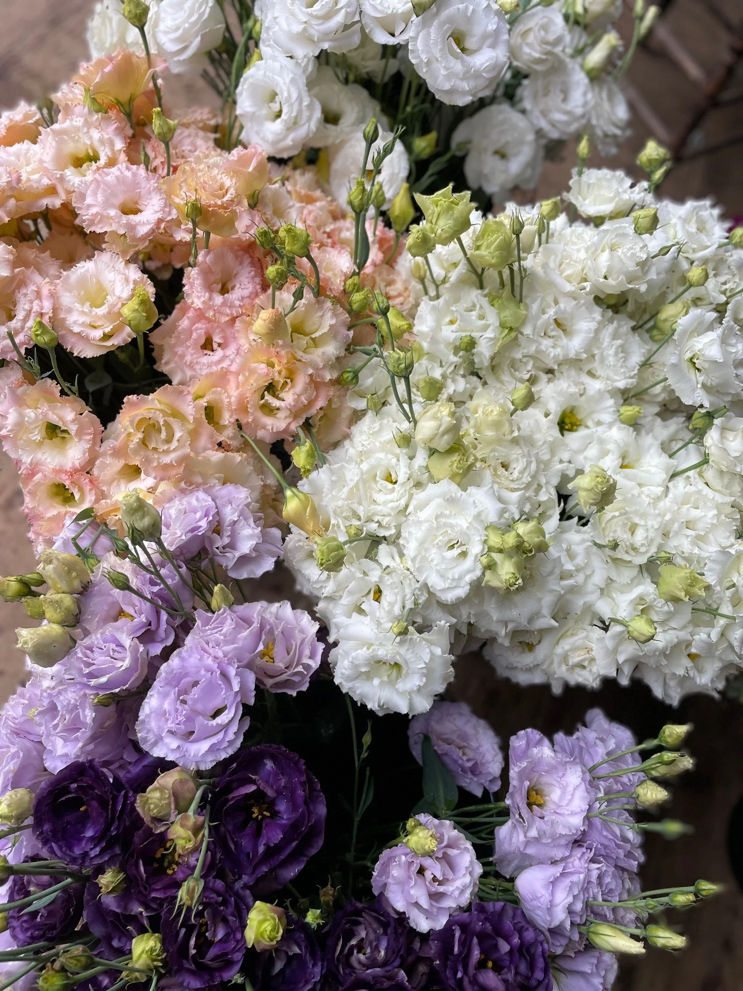 buckets of local lisianthus