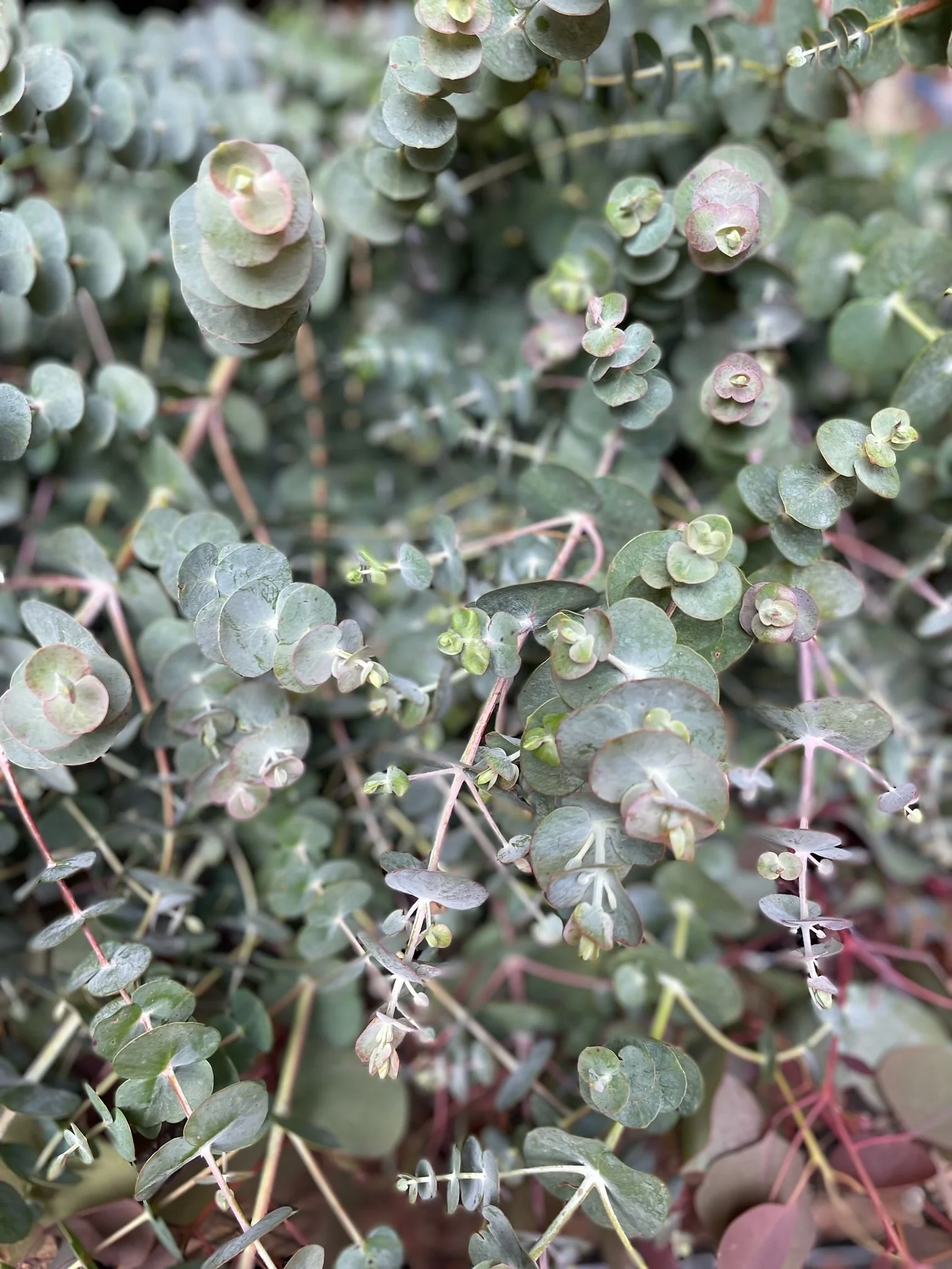fresh local eucalyptus