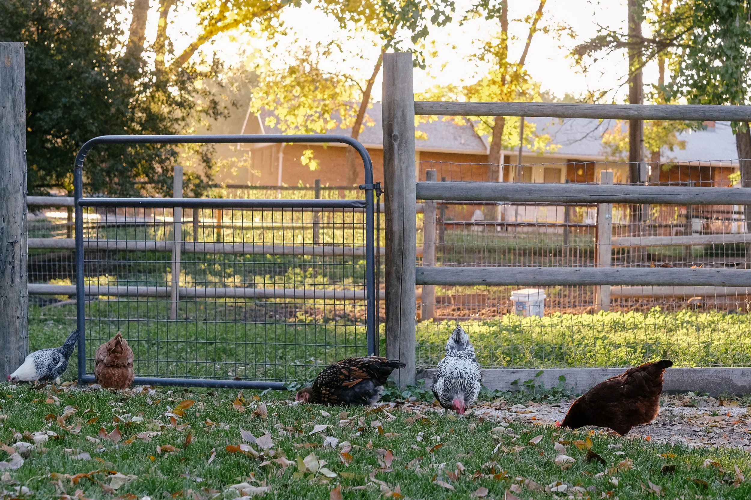 Laughing Buck Farm_Stephanie Powell-9.jpg