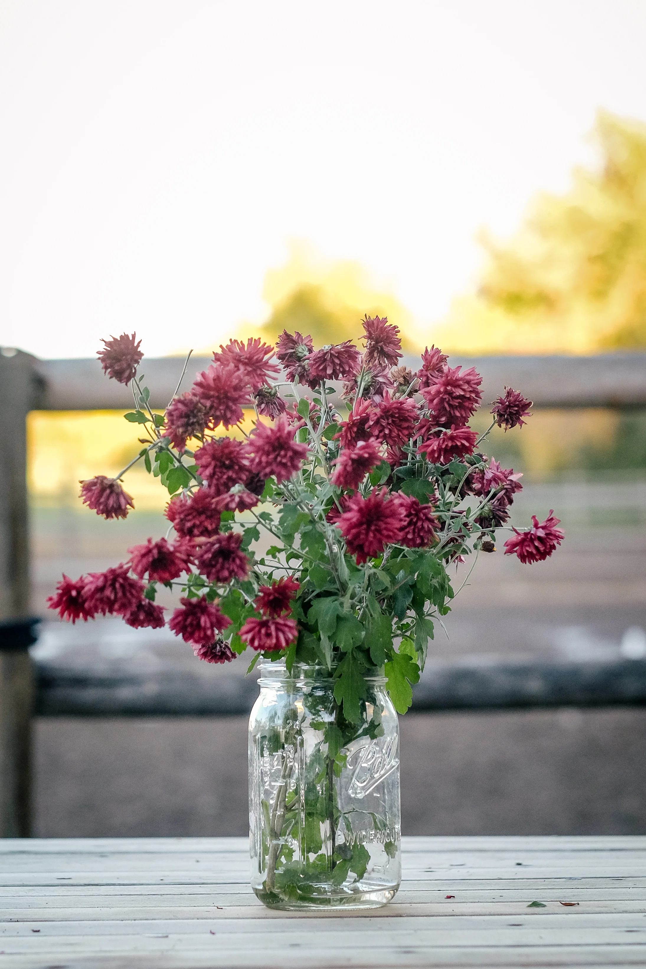 Laughing Buck Farm_Stephanie Powell-11.jpg