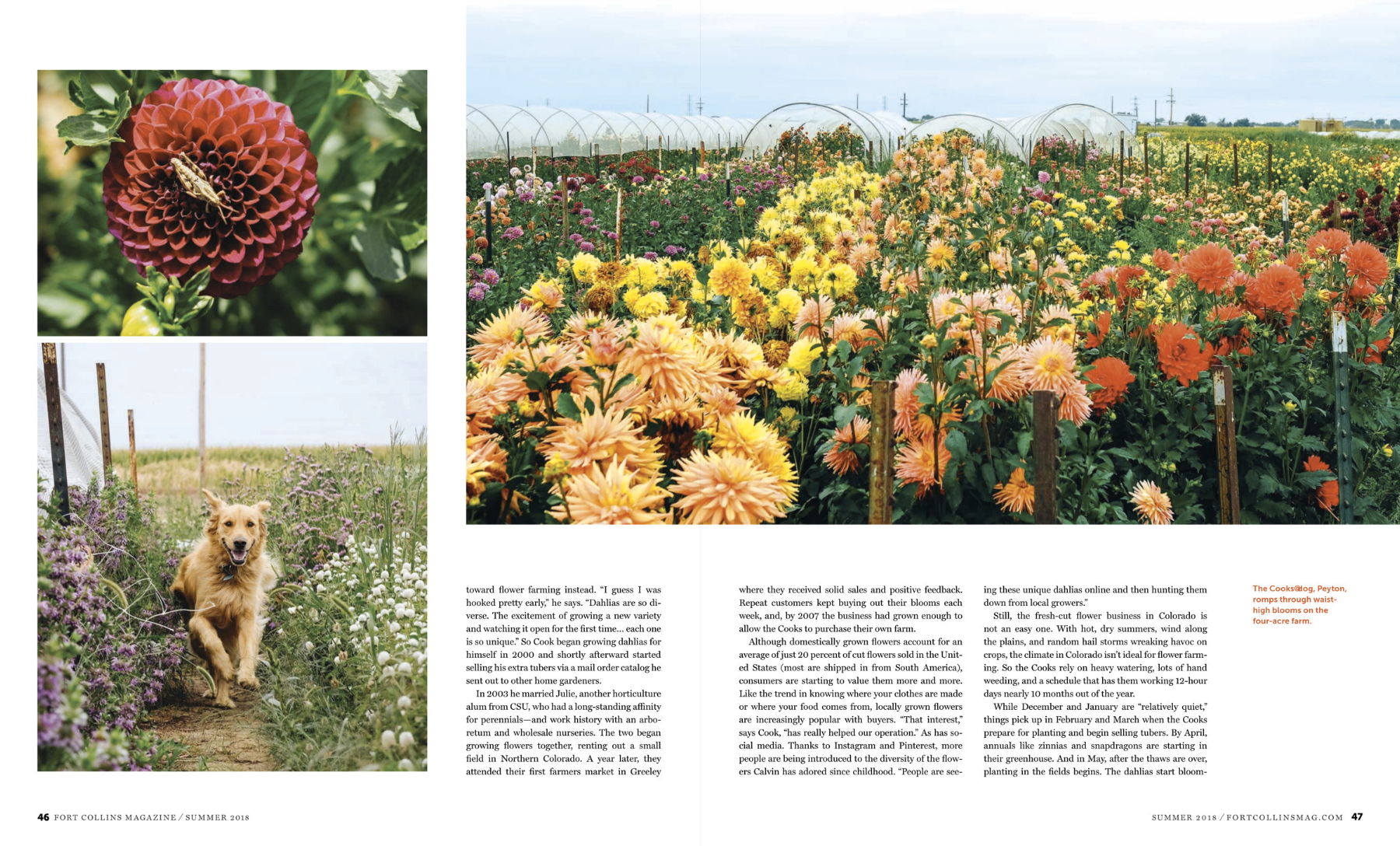 Arrowhead Dahlias 2ab.png