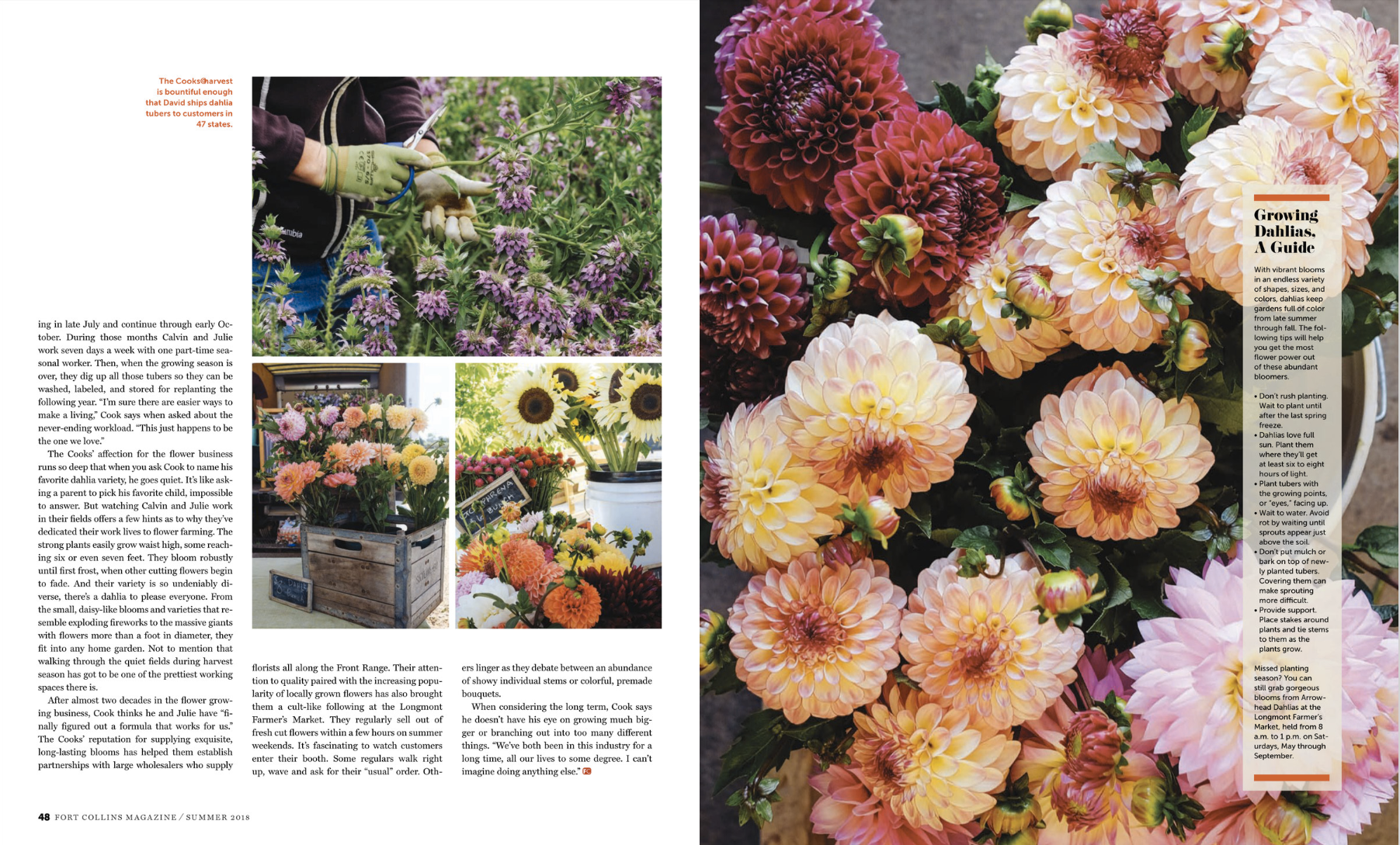 Arrowhead Dahlias 3ab.png