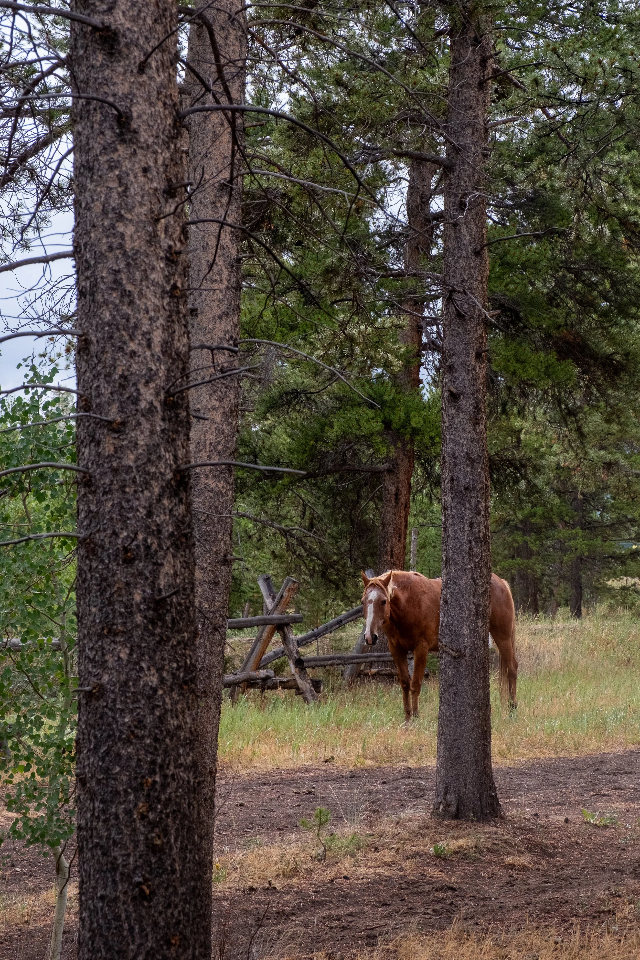 Stephanie Powell_Horse Jingle-5.jpg