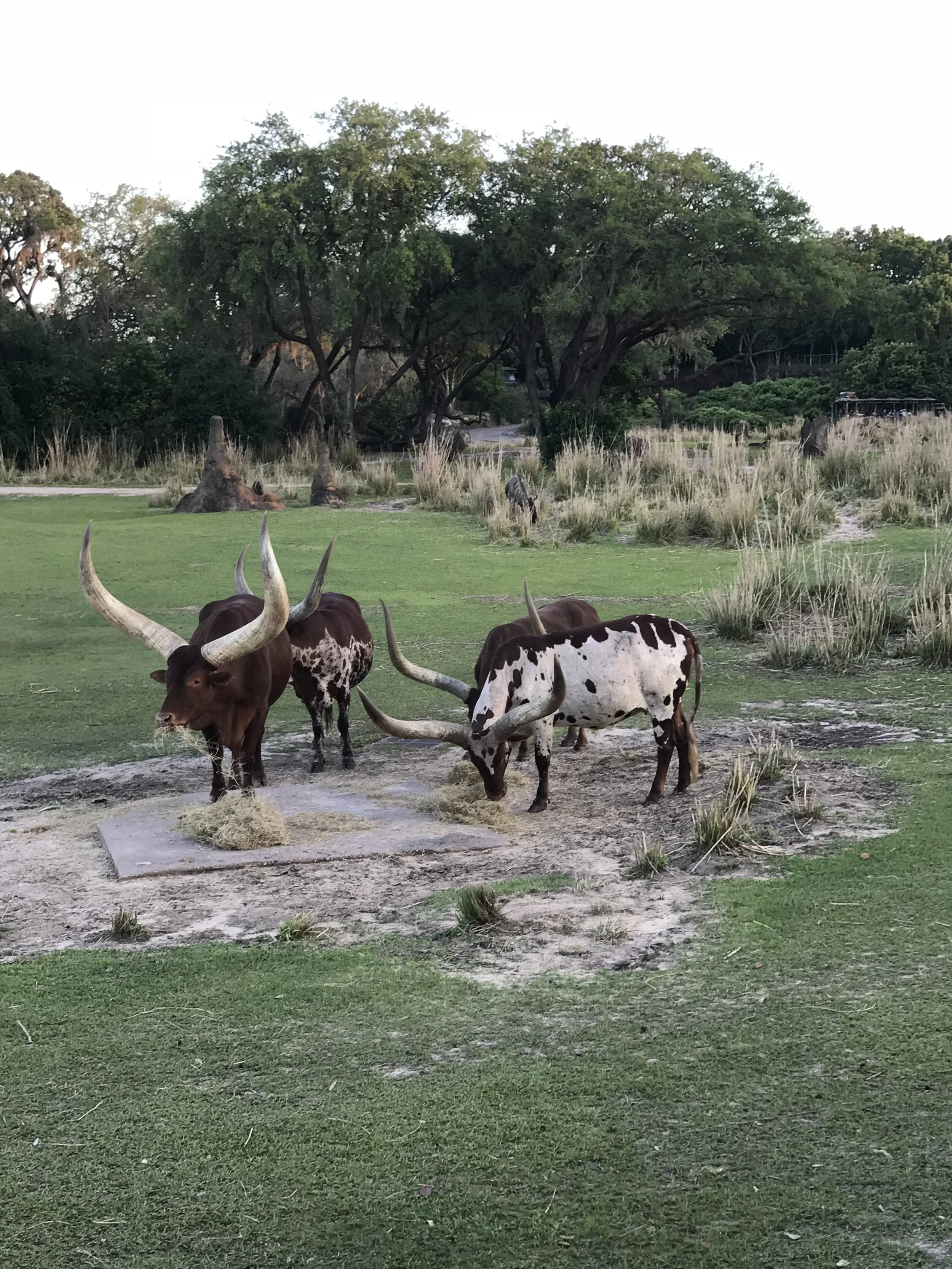 Disney-with-toddlers-animal-kingdom-kilimamanjaro-safari.-3.jpg