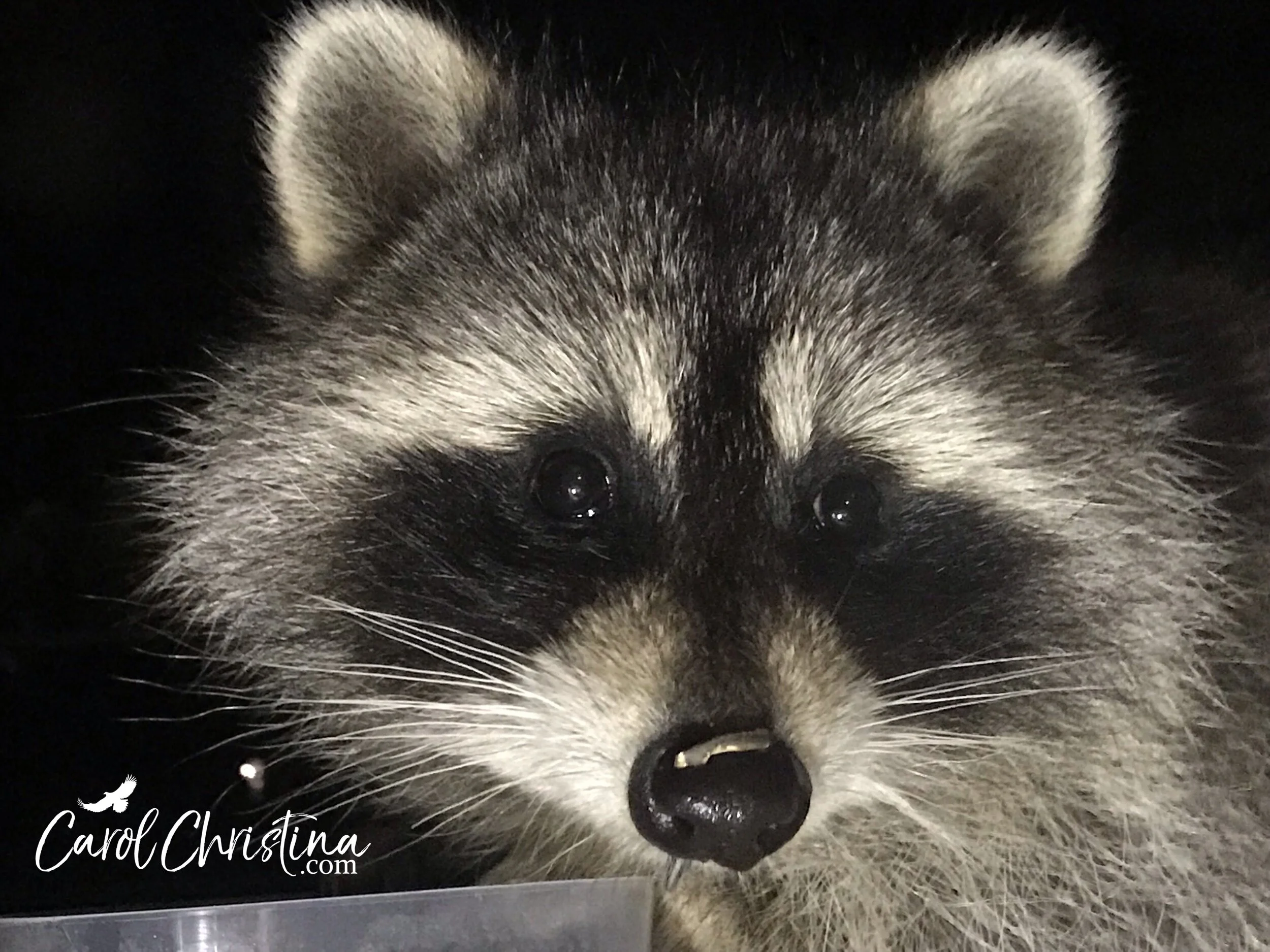 A little raccoon at my window with a sunflower seed shell on his nose.