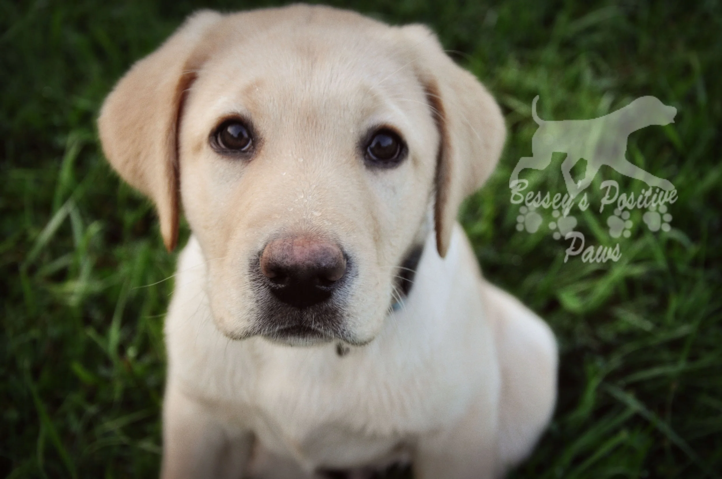 HouseTraining Not HouseBreaking