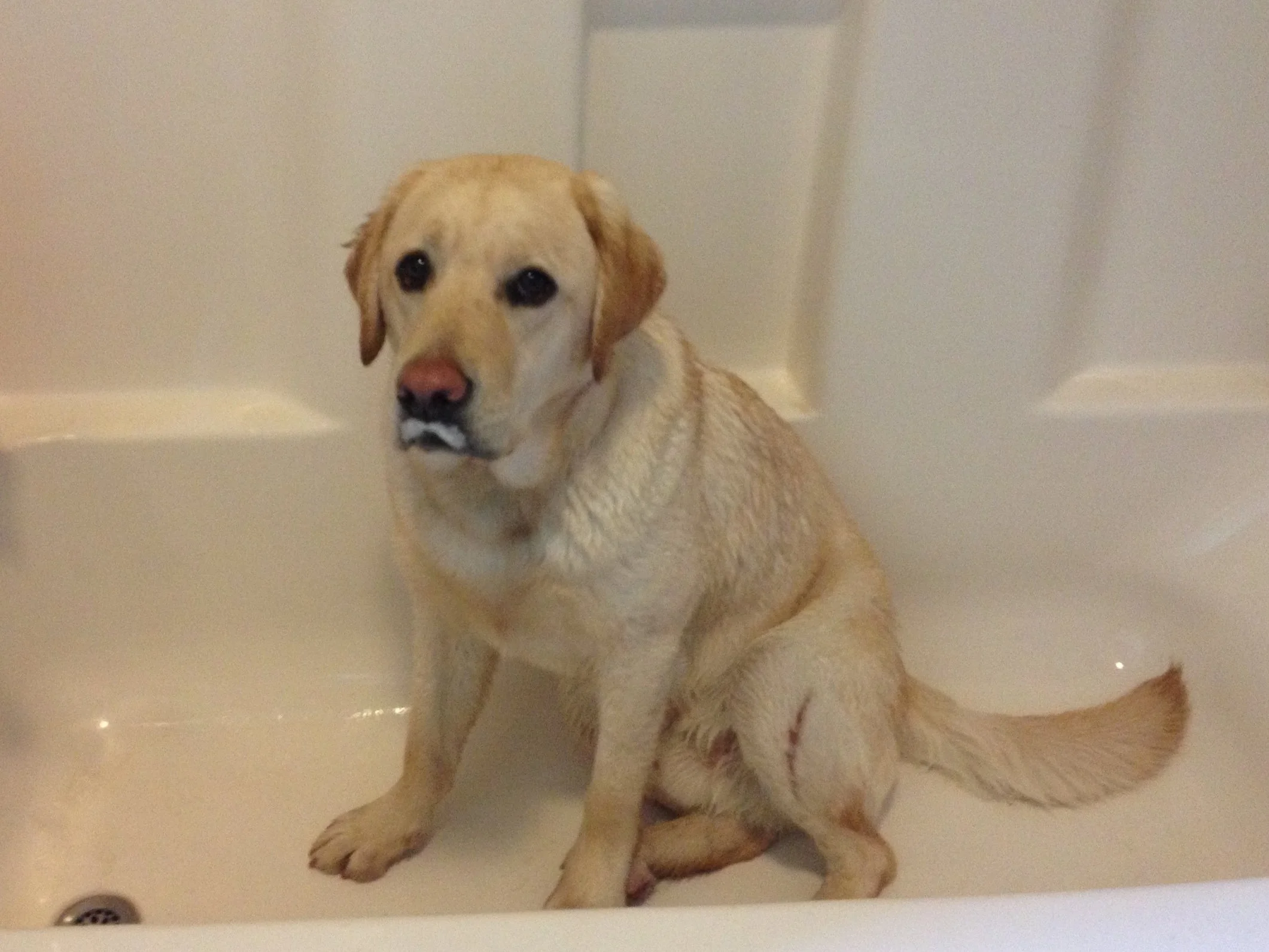 Henry enjoys bath time because he has been heavily reinforced for staying in there. Although he always looks sad, his bath time was over and I couldn’t get him to stay out of the tub long enough to dry off.