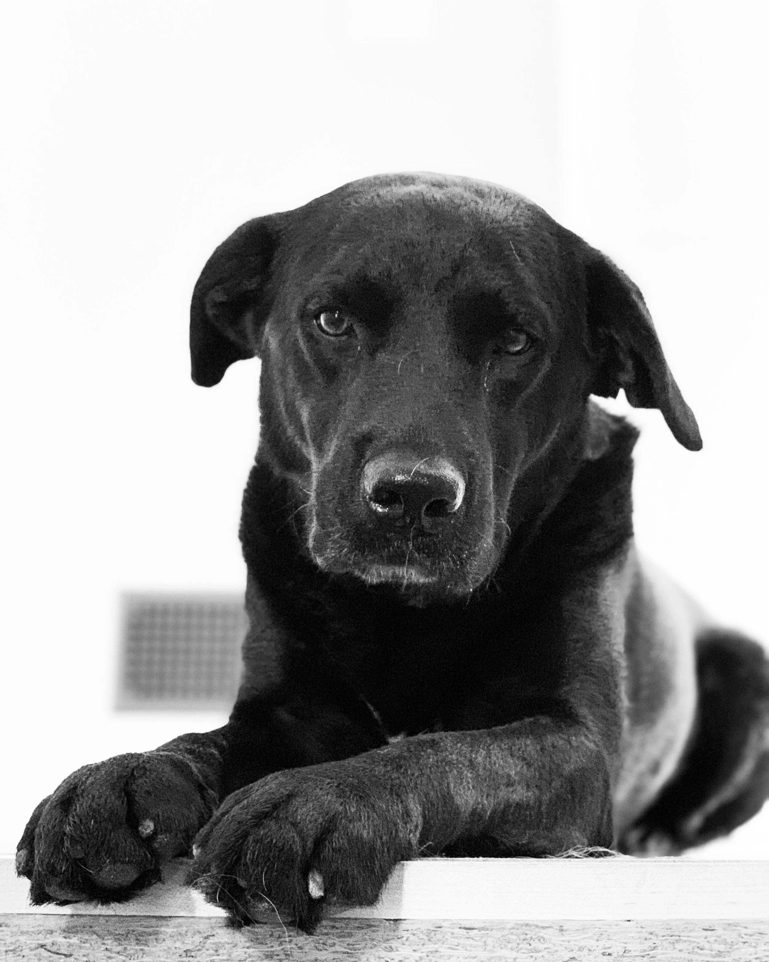 Services Bessey s Positive Paws services-bessey-s-positive-paws