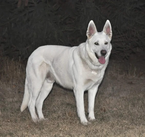 Polarbear's Prince Caspien, handsome as ever at 10 years of age.