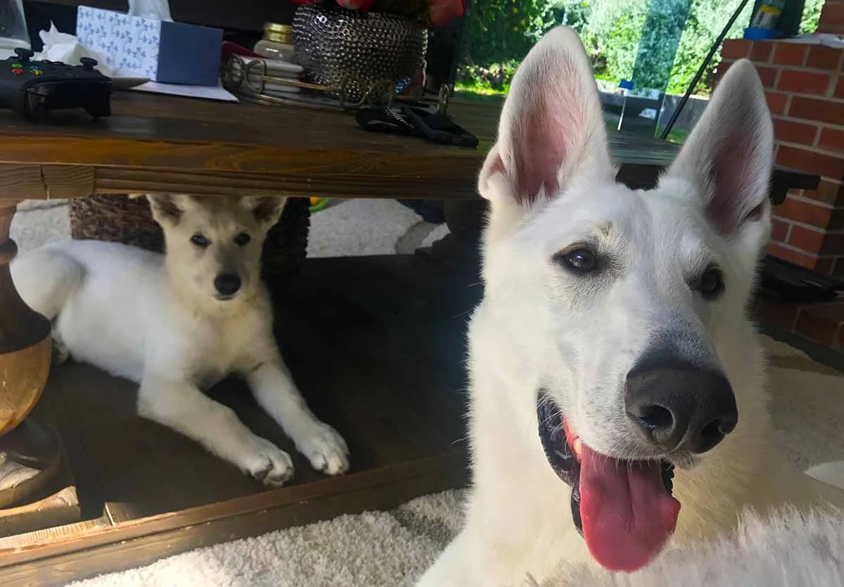 Polarbear's Jackson and Zelda