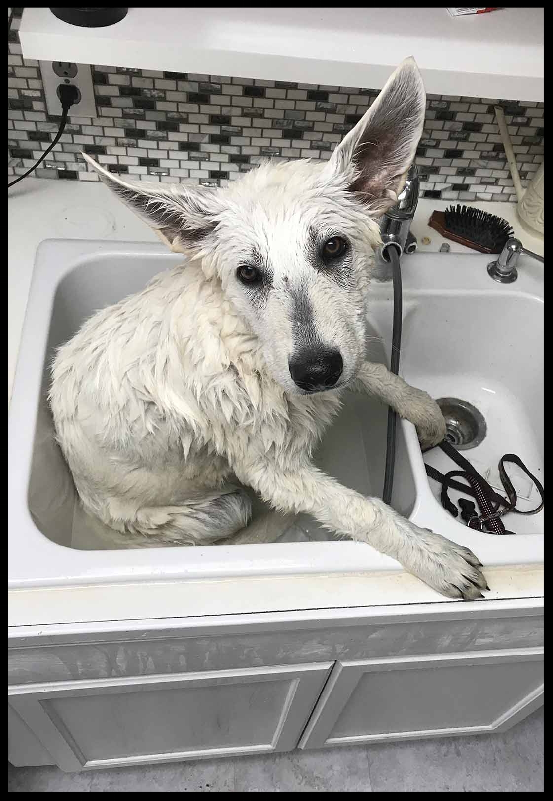 PolarbearPuppyBath.jpg