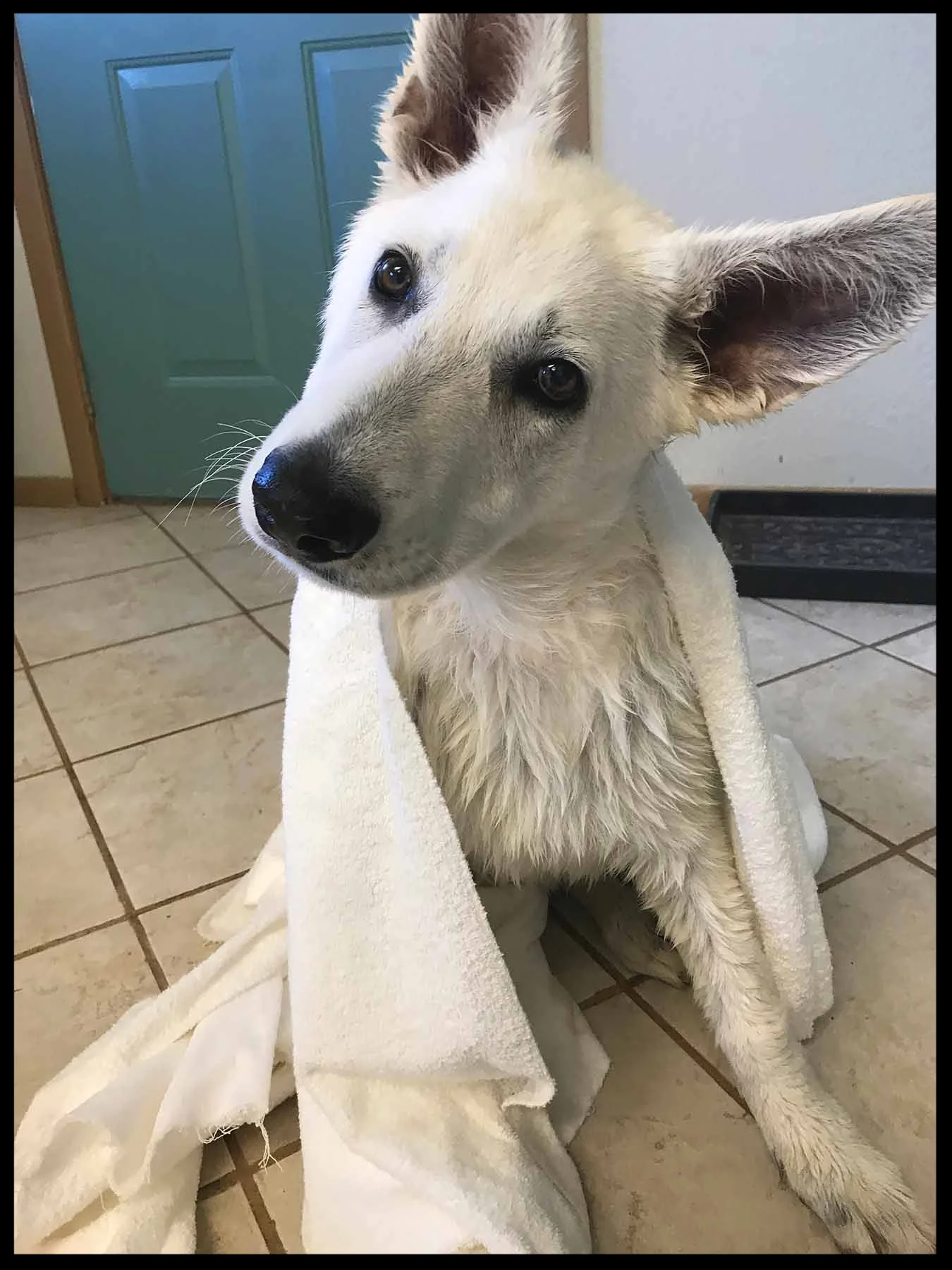 A Polarbear after Bathtime.