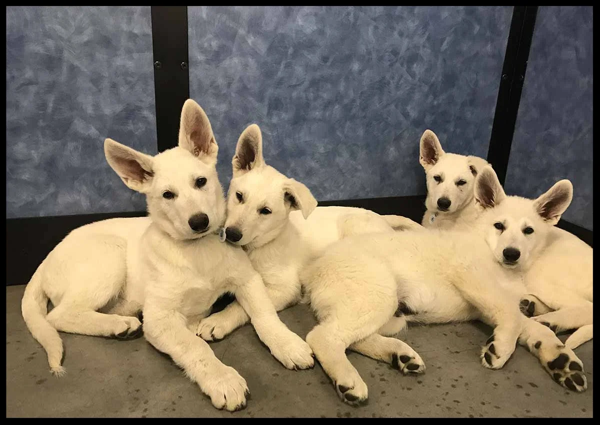 Puppy Class for Polarbears at Petsmart