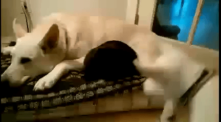 Kitty&Dog.gif