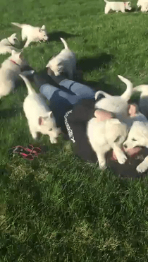 PuppyAttack.gif