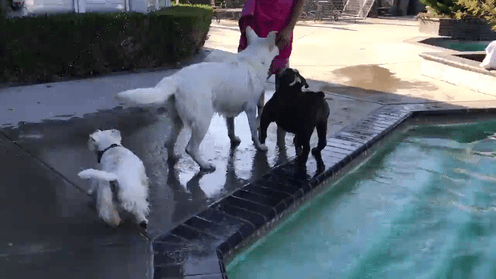 ElsaSwim.gif