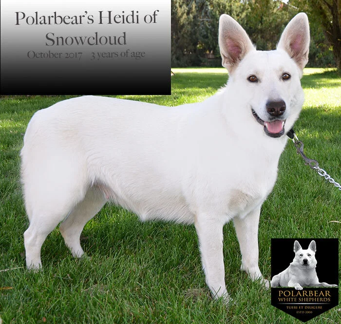 Wt. 85# Ht. 25.5" in. AKC # DN38524101 Daughter of Polarbear’s Prince Caspian (OFA32F OFEL32. AKC DNA #V649381) and Polarbear’s Sugar Snowcloud DN25163407 Heidi is one of our most beautiful females and extremely gifted. She produces exceptionally large puppies. Heidi is a human radar detector! She has an amazing ability to judge people and will warn you if someone is not a safe person. She is friendly and affectionate and the most intelligent “human with fur” in the room. She is a good balance of everything we look for in a Polarbear. Heidi has a gorgeous short, smooth, nearly shed-free, arctic white coat.
