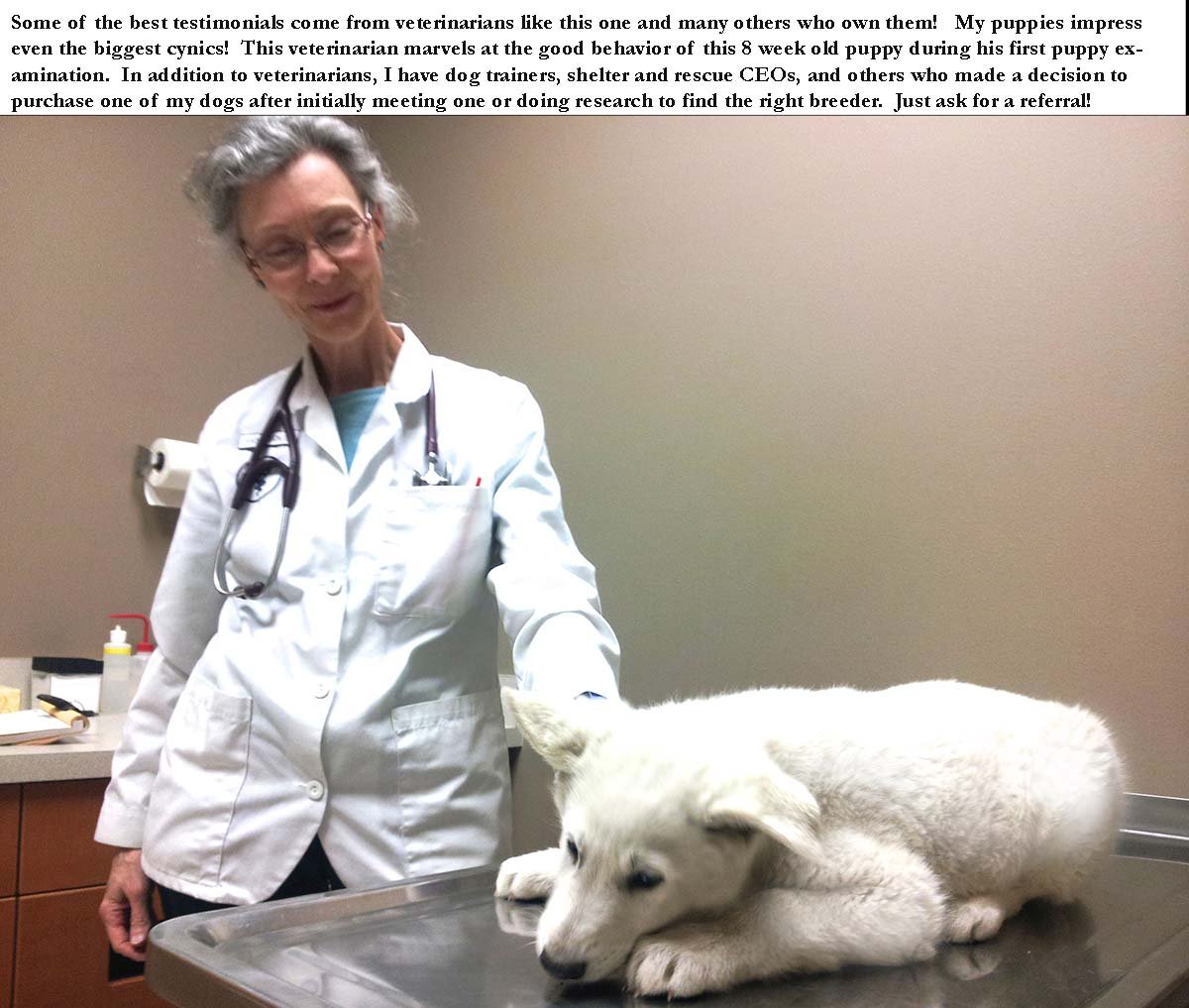  A veterinarian exams an 8 week old White German Shepherd puppy from Polarbear White Shepherds kennel.  This is one well mannered and intelligent puppy!   