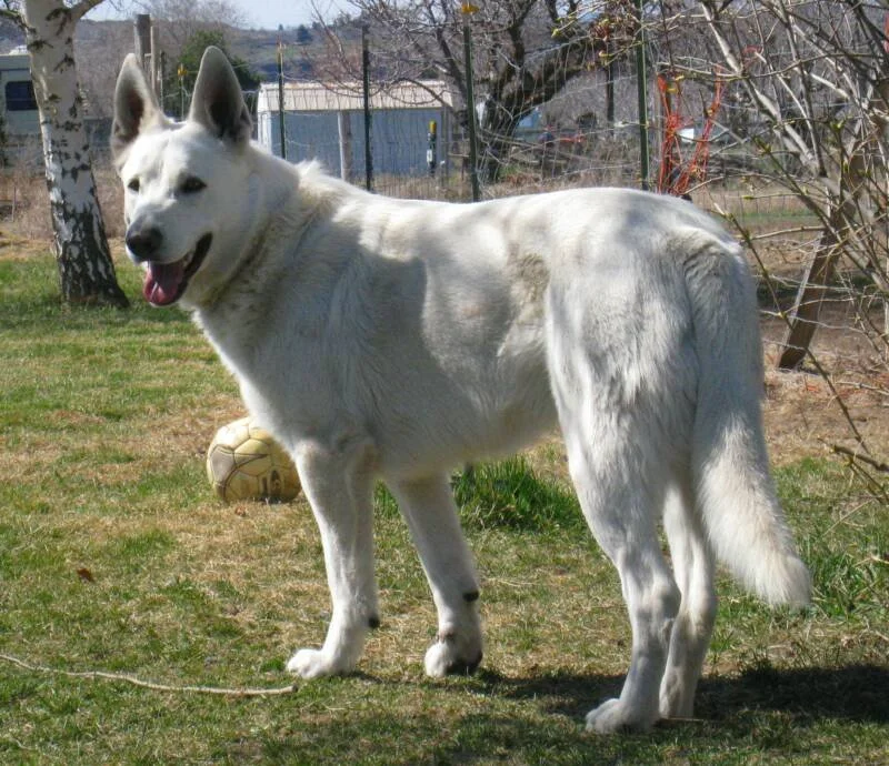 Polarbear's Prince Caspian