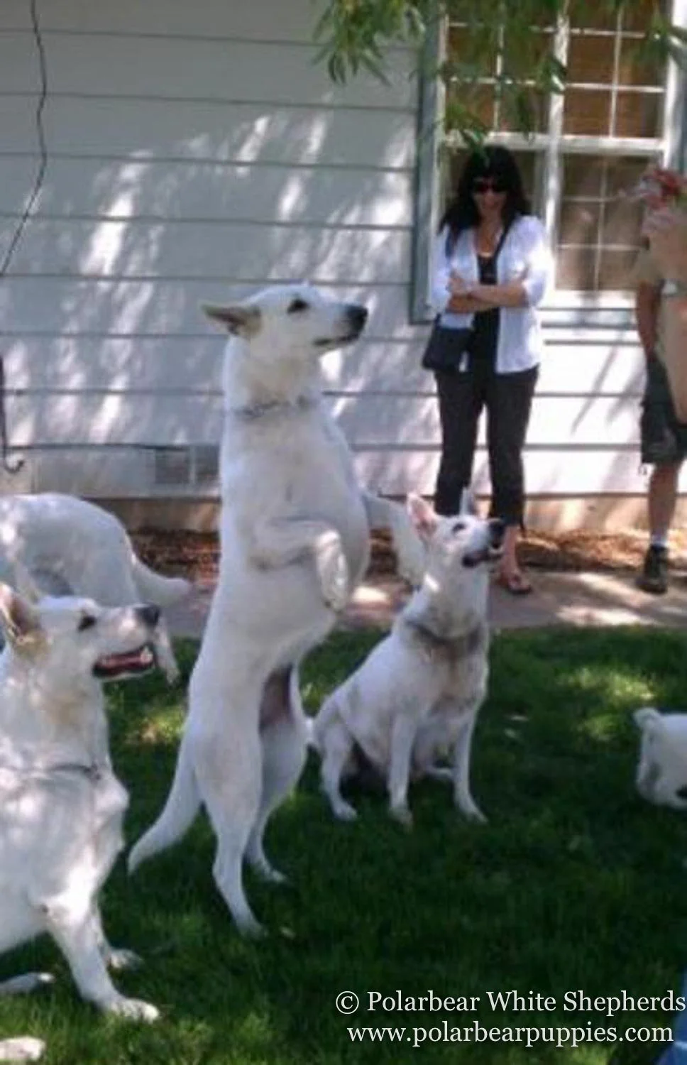 Reyna, Sugar, Greta, showing off!