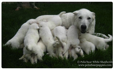 Qalipups.jpg